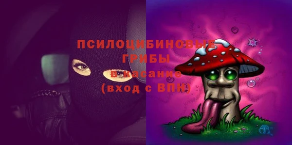 хмурый Аркадак